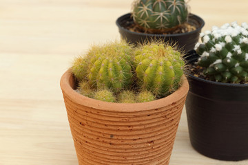 Collection of small cactus or succulent plants on wooden background with copy space.