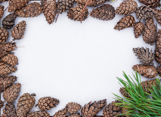 Pine cones frame on white background in focus natural light