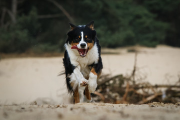 Australian Shepherd in the dunes