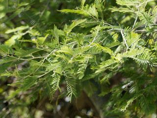 Acacia dealbata -  Mimosa d'hiver  ou mimosa des fleuristes
