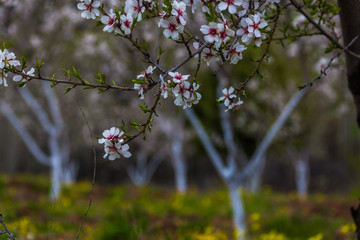 Whitewashing of fruit trees.