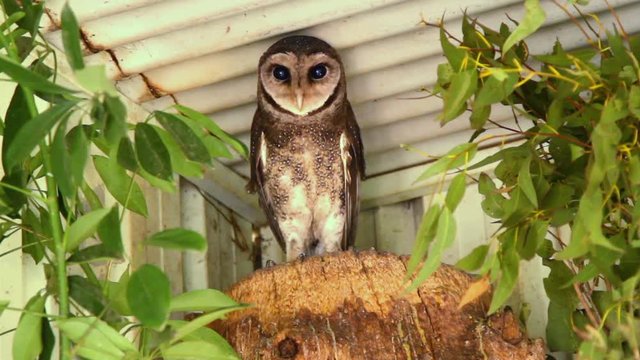 A dark brown and white barn owl sitting in a nest under a structure. Handheld.