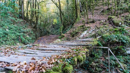 Mossy bridge in the boxwood grove of Sochi, Russia.