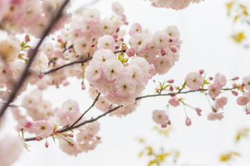 Spring blooming white cherry blossoms, Japan