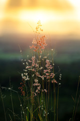 Naklejki  flower grass with blur background.