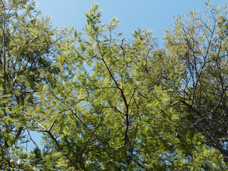 Acacia dealbata - Mimosa des fleuristes ou mimosa d'hiver 