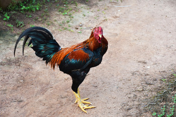 Thailand chicken