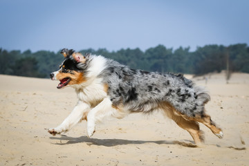 Australian Shepherd