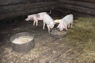 Three little pigs in the barn are eating. The life of little pigs in the village.