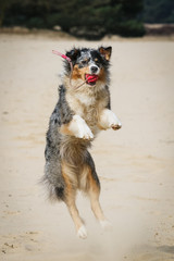 Australian Shepherd jumping