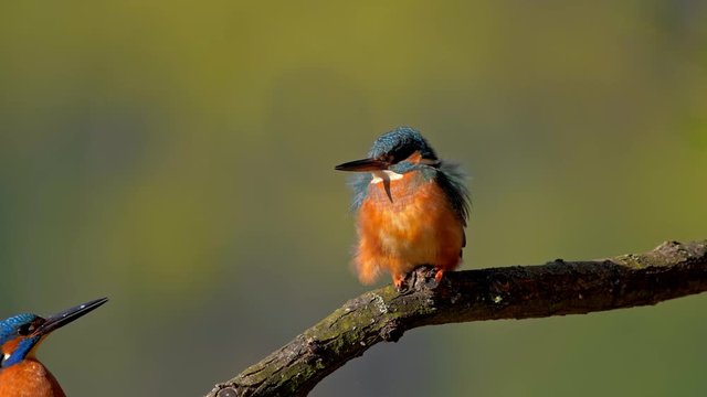 Common kingfisher (Alcedo atthis) mating