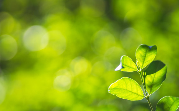 Closeup nature fresh green tree leaves on blurred bokeh greenery background in garden. Green natural wallpaper concept with copy space. Ecology background. Wrightia religiosa Moke plant leaves.