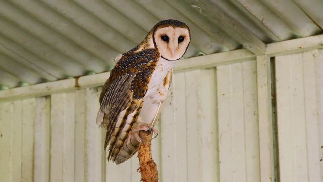 A brown barn owl balancing itself on the top of a tree branch inside of an aviary structure. Handheld.