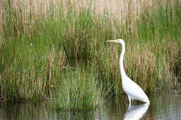 Western Great Egret in swamp in the Netherlands.
