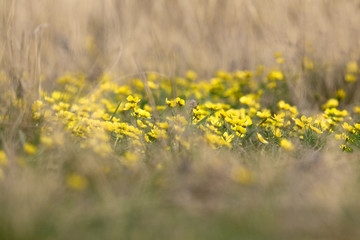 The flowers in the field. Yellow flowers on a spring or summer meadow. Flora.