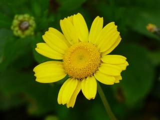 Malmequer 