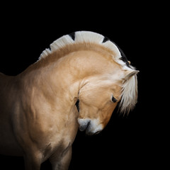 Beautiful horse pony Norwegian fjord portrait on black background isolated - obrazy, fototapety, plakaty