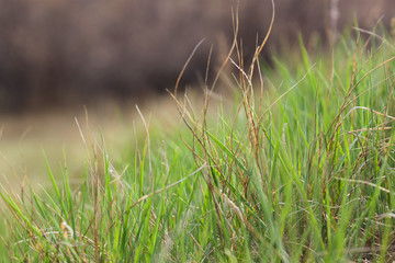 The grass is green at an angle. Flora of Park areas.