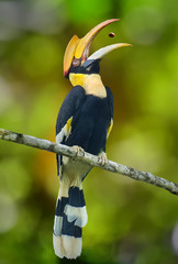Great hornbill on branch on a green background.