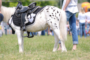 People standing near the pony 