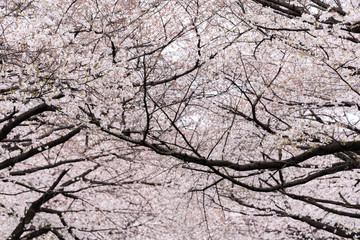 beautiful Sakura, Cherry Blossom flower