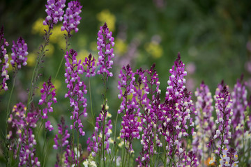 Obraz premium flower