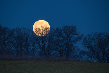 leuchtender großer Vollmond hinter Baum Silhouetten
