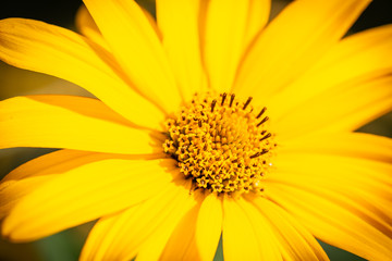 Fototapeta premium Macro shot yellow flower background