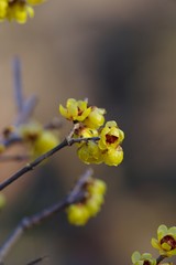 Japanese allspice (Roubai)