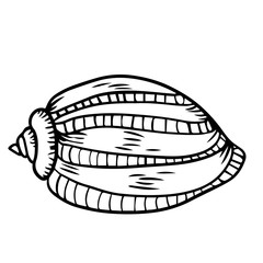 Beautiful seashell line drawing illustration