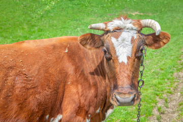 portrait of brown domestic cow