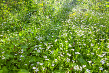 Many white flowers in spring blooming meadow