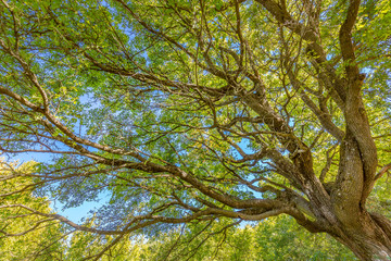 Fototapeta premium Beautiful nature background. Big tree and branches of tree over head.