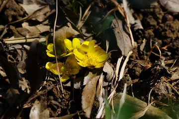 Amur adonis (Pheasant's eye)
