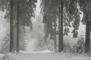 mystischer Winterwald im Nebel