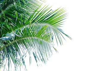 Coconut leaves on white isolated background for green foliage backdrop 