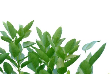 Tropical tree leaves with branches on white isolated background for green foliage backdrop 