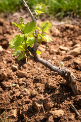 Vigne du Beaujolais au printemps