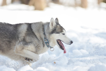A dog with a collar in the winter forest