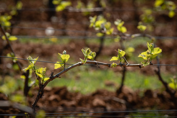 Vigne du Beaujolais au printemps