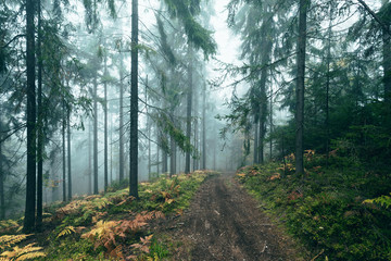 Foggy forest path in morning forest.