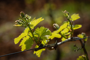 Vigne du Beaujolais au printemps