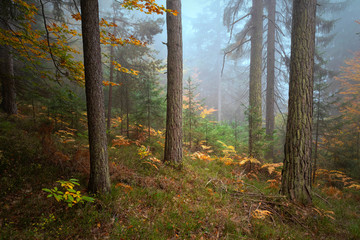 Beautiful foggy autumn season forest landscape.