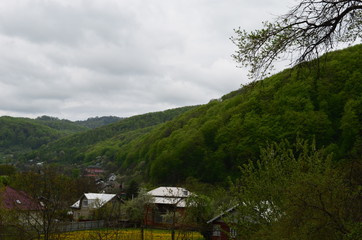 Spring beech forest with fresh light green foliage
