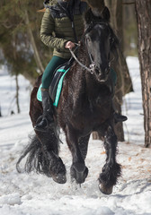 A winter forest. A person riding a dark brown horse