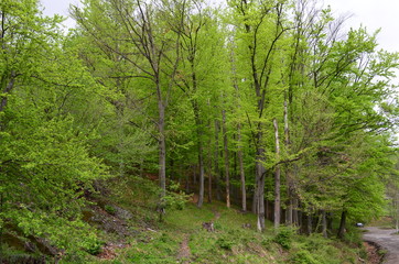 Fototapeta premium Spring beech forest with fresh light green foliage