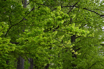 Spring beech forest with fresh light green foliage