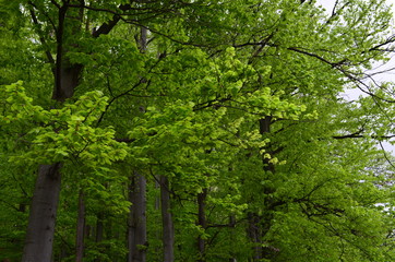 Obraz premium Spring beech forest with fresh light green foliage