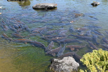 池で泳ぐ鯉