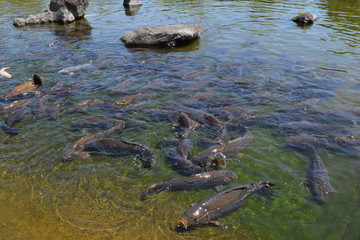 池で泳ぐ鯉